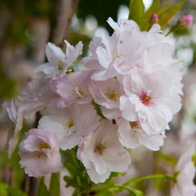 £24.99 • Buy Flowering Cherry Tree 'Amanogawa' Bare Root 65-90cms