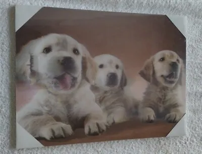 New Hologram Picture Golden Lab Puppies  Wall Hanging Print 29cm X 39cm  • £11.99