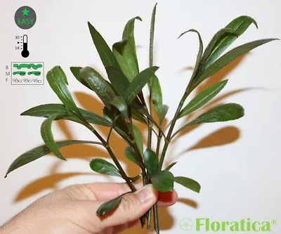 £5.15 • Buy 9 X HYGROPHILA Corymbosa - Cuttings - Live Aquarium Aquatic Plants Fish Tank