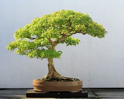 Japanese Small Leaf Maple - Acer Palmatum Bonsai - Fresh Viable Seeds UK Seller • £1.59