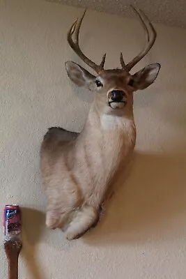 Whitetail Deer Head Shoulder Mount Taxidermy Cape Shed Antler Hunt Mule Rack • $255