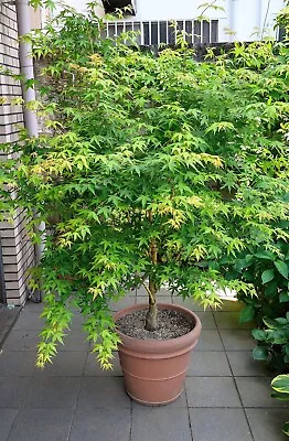 Japanese Maple Tree Seeds Acer Palmatum 25 Seeds • $3.25