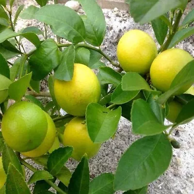 Ceylon Dwarf Lemon Tree Seeds Fruit Bearing Calamansi Lime Citrus Fruit Seeds • £6.80