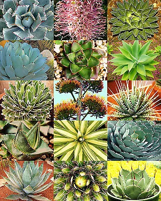 AGAVE Variety MIX Rare Plant Exotic Garden Desert Succulent Landscape 100 Seeds • $24.99