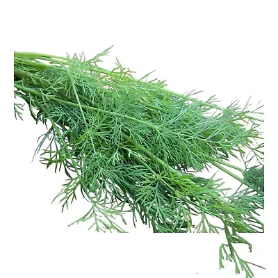 500 + Mammoth Long Island Dill Seeds | Heirloom | Non-GMO | Fresh Garden Seeds • $1.89