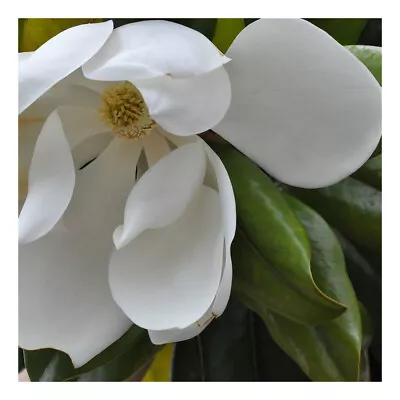 Magnolia Grandiflora Galissonnière - Evergreen Magnolia Plant In 1 L Pot • £22.95