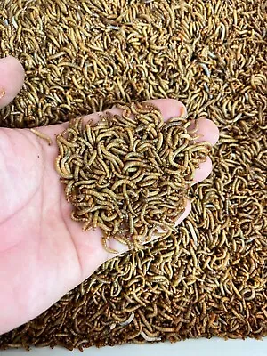 Live Mealworms - 50 - 1000 - Reptile Food Feeders Free Shipping • $8.50