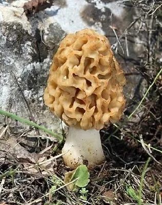 YELLOW MOREL Mushroom Spores Spawn/ Mycelium / (on Inert Seeds) • $9