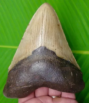 Megalodon Tooth - Over 5 & 1/2” - Sharks Teeth - Real Fossil Megladone Jaw • $199
