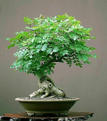 £6.99 • Buy Moringa Leaf Bonsai Tree 'Drumstick Tree' Tropical 10 Seeds Indoor Houseplant