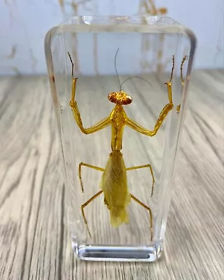 Large Praying Mantis Insect Taxidermy Clear Acrylic Resin Paperweight Entomology • £22.99