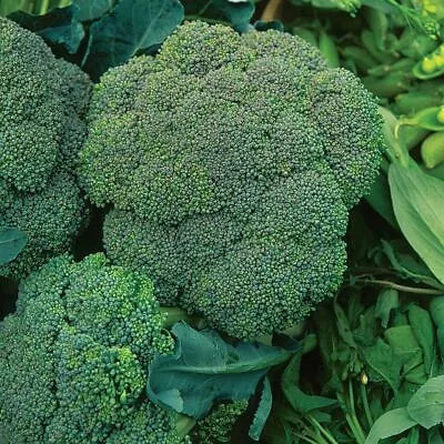 BROCCOLI Waltham 100 Seeds HEIRLOOM Vegetable Garden AUTUMN WINTER Cool Season • $6.07