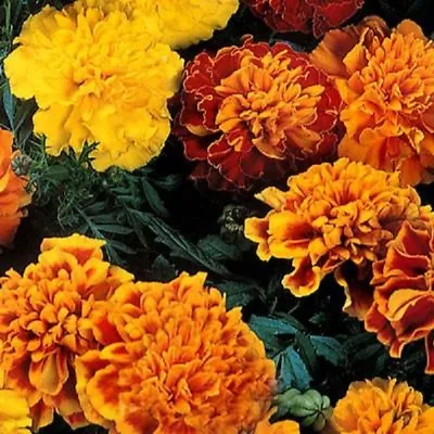 35+ Janie Mix Marigold Flower Seeds / Annual • $3.90