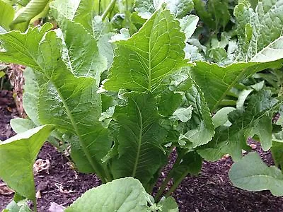 Horseradish Root Cutting X2 - Very Hardy And Easy To Grow Perenial Plant • $13.50