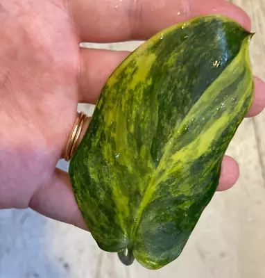 £35 • Buy Scindapsus Jade Satin Aurea Marble Variegated Unrooted Top Cutting RARE PLANT