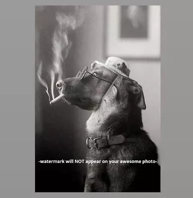 Crazy Vintage Dog Smoking Cigarette PHOTO Weird Funny Strange Circa 1920s • $4.28