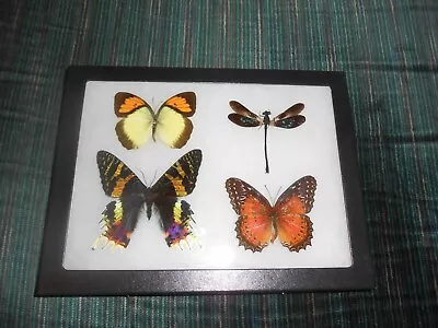 Real Framed Mounted  Butterflies Urania Ripheus Dragonfly In 6x8 Riker  #m22 • $37