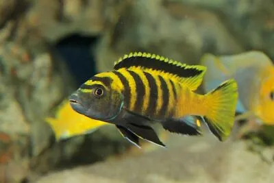 Pseudotropheus Flavus ** Malawi Cichlid **  4cm • £8.99