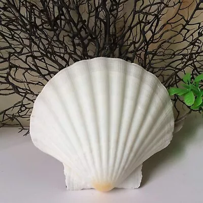Seashell White Scallop Shell Natural Clam Super Shells Assortment For DIY Home  • $16.99