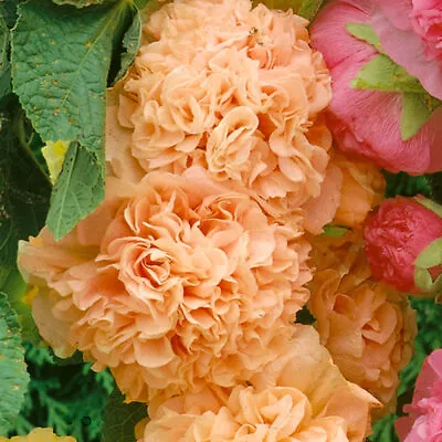 10 HOLLYHOCK CHATERS DOUBLE BLOOMS APRICOT SEEDS Hardy Perennial Flower • £4.50