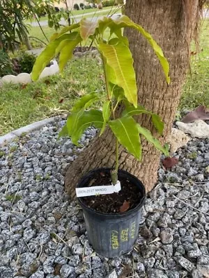 8mo Grafted Lemon Zest Mango Tree  (magnifera Indica) Progeny Of Lemon Meringue • $78