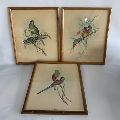 J. Gould Bird Print Tropical Parrot Bamboo Look Wood Framed Set 3  Vtg 10 X12  • $56.21