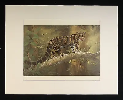 Charles Frace'   CLOUDED LEOPARD  11 X 14 Matted Wildlife Print • $25.99