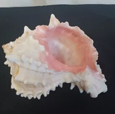 Natural Conch Sea Shell Murex Ramosus  Pink Hues Spikes Beautiful • $8