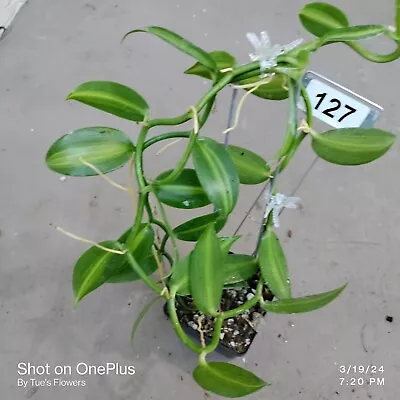 127- Vanilla Orchid Variegated Live Plant  • $45