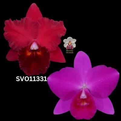 Cattleya Flask SVO11331 (Pot. Oconee Circle 'SVO' X Slc. Purple Doll 'Midnight V • $155