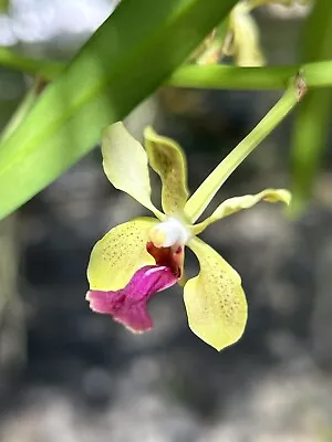 In Bloom V. Motes Sparkle Mini  Orchid Vanda • $28