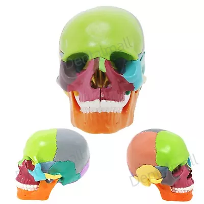 Anatomy Mini Skull Model 15 Parts Human Anatomy Exploded Skull Detachable Color • $35.99