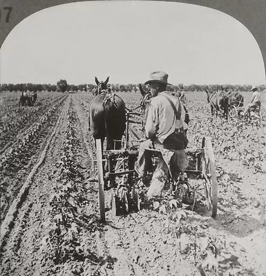 Keystone Stereoview Horse Drawn Cultivator Phoenix AZ Education Set #207 T3 • $6.99