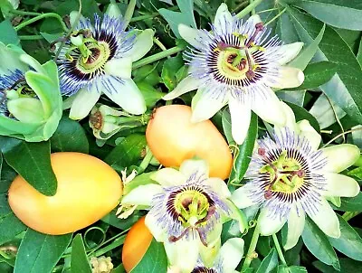 £6.90 • Buy Blue Passionflower, PASSIFLORA CAERULEA, Captivating Flowers, Tasty Fruits, 30cm