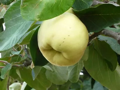 Quince Serbian Gold Patio 4.5L Tree 60-90cm Edible Fruit Plant • £24.99