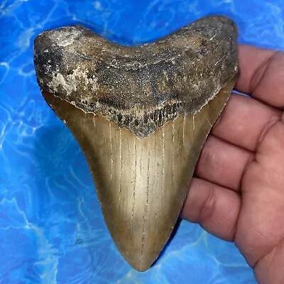 Megalodon Shark Tooth 4.80” Huge Teeth Meg Scuba Diver Direct Fossil Nc 2876 • $10.50