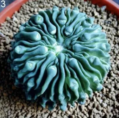 $3.28 • Buy Mixed Succulent Seeds Lithops Rare Living Stones Plants Cactus Home Plant 25-50