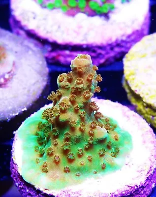 TGC Orange Creamsicle Acropora Zoanthids Paly Zoa SPS LPS Corals WYSIWYG • $4.99