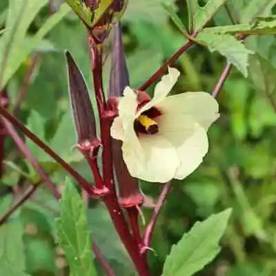 OKRA RED BURGUNDY SEEDS Burgundy Ladys Finger Seeds Heirloom Okra Red Burgundy • $2