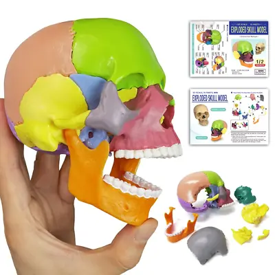 2024 New Anatomy Skull Model15-Parts Puzzle Colorful Medical Skull Model For Ki • $32.83