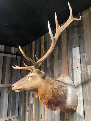 Rare Tule Elk Taxidermy Mount For Sale • $3250