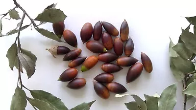 10+ Seeds New 2023 Crop Quercus Chrysolepis Acorns - Canyon Live Oak • $12.95