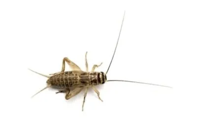 Live Banded Crickets - All Sizes Available - Live Arrival Guarantee • $30