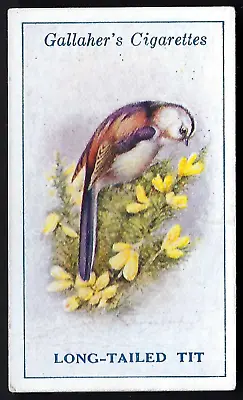 Gallaher - British Birds By George Rankin - #7 Long Tailed Tit • £1.20