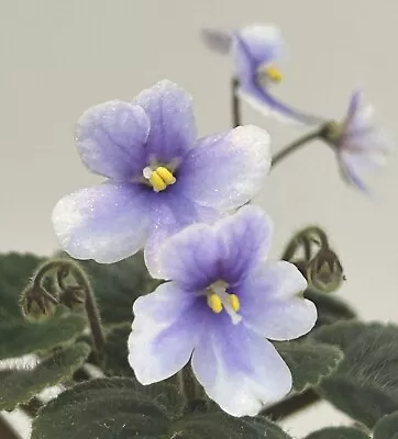 African Violet S. Clone Velutinus Lite  .Large Blooming   Plant. Semi Miniature. • $17.99