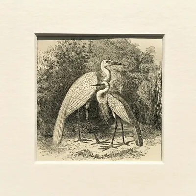 GREAT WHITE EGRET Bird Print - C.1880 Mounted Antique B&W Wood Engraving • $9.94