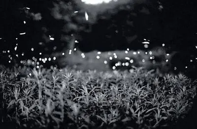 Fireflies - Gregory Crewdson - Still In Shrinkwrap - Long Out Of Print • $185