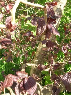 £26.99 • Buy 7.5L Corkscrew Twisted Purple HAZEL TREE Corylus Avellana Contorta Red Majestic