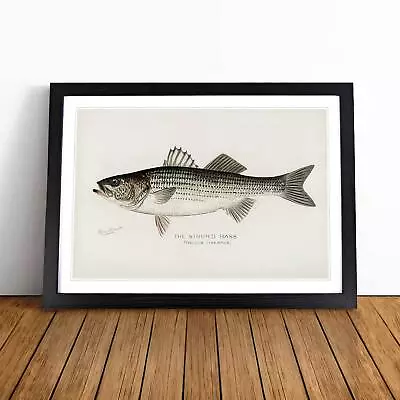 Striped Bass Animal Vintage Fish Sherman F. Denton Wall Art Print Framed Picture • $31.02