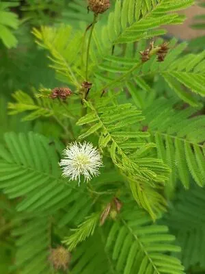 Prairie Mimosa - Desmanthus Illinoiensis - 10+ Seeds - Semillas - Graines E 220 • £1.55